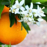 خواص عجیب عرق بهار نارنج برای لاغری و رفع گرما 💟