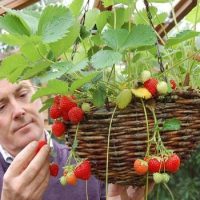 تولید توت فرنگی | آموزش پرورش در گلدان و نکات لازم کاشت 🤩